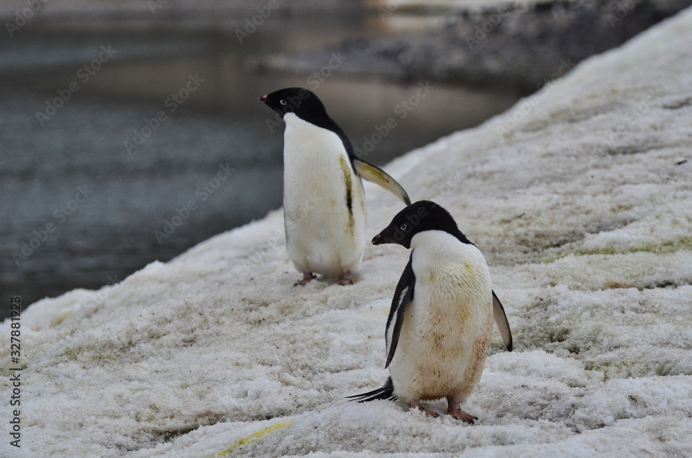 Obraz premium Adelie Penguins in the Snow Looking to the Side with Water Background