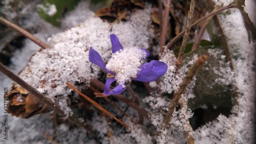 flower in snow