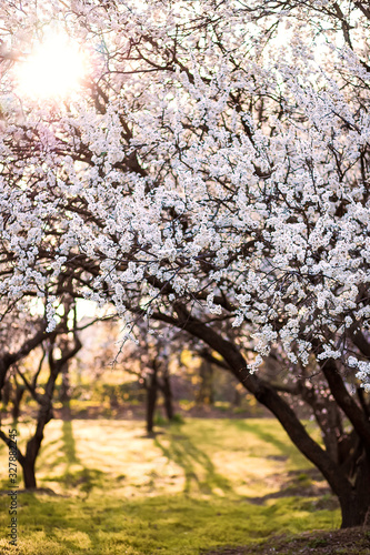 Flowering apricot trees in garden. sunny spring evening.