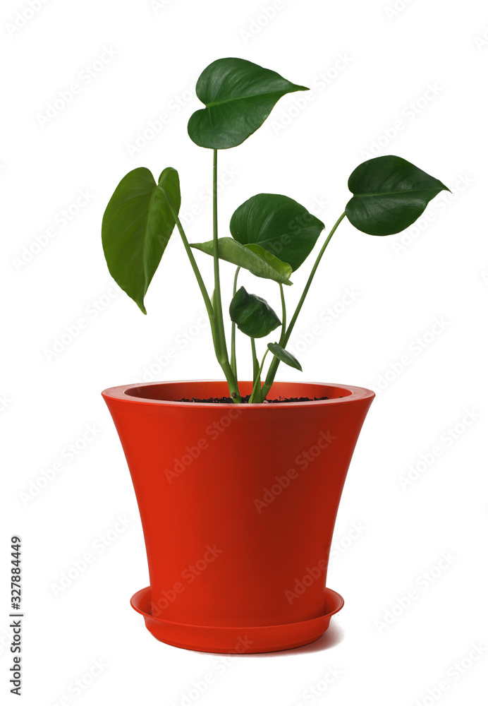 Young monstera plant without split leaves in a red pot. Isolate on a white background. Young monstera plant without split leaves in a red pot. Isolate on a white background.