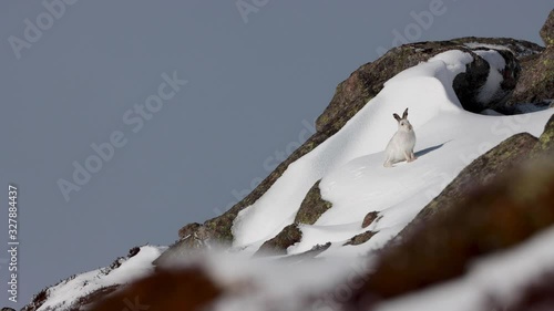 Mountain hare, Lepus timidus, march running/chasing in winter coat with snow on a hillside in the cairngorms national park, Scotland.