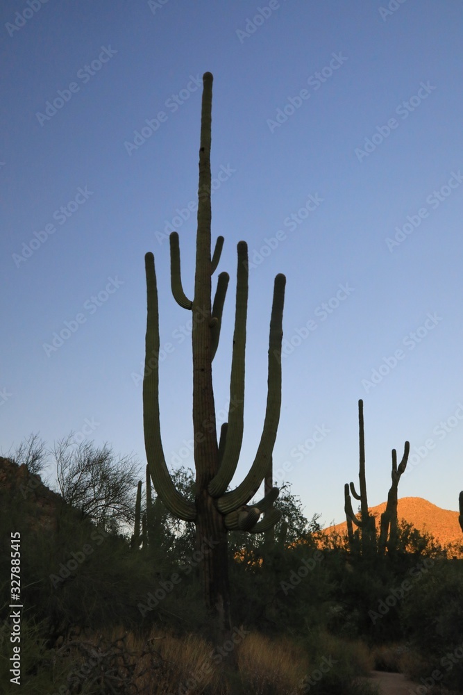 Silhouette of a desert scene at dawn Silhouette of a desert scene at dawn