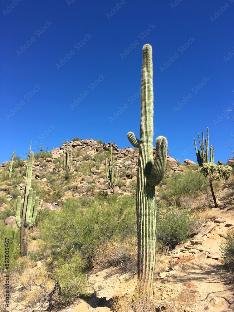 cactus in the desert