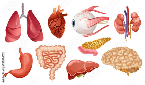Human internal organs flat vector icons. Big collection in cartoon style. Set of vital organs brain, heart, liver, spleen, kidneys, eye, pancreas