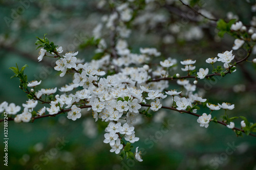 Inflorescences of a cherry tree and blooming leaves on the branches on a natural background, spring.