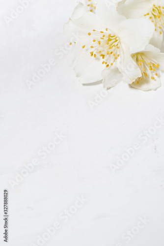 fragrant jasmine flower and white background  vertical top view