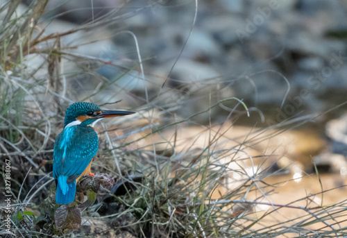 Canvas Print Portrait of common kingfisher bird in action for fishing in the water body