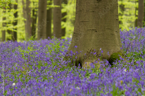 Carpet of hyacinth wild flowers in the Hallerbos, Belgium photo