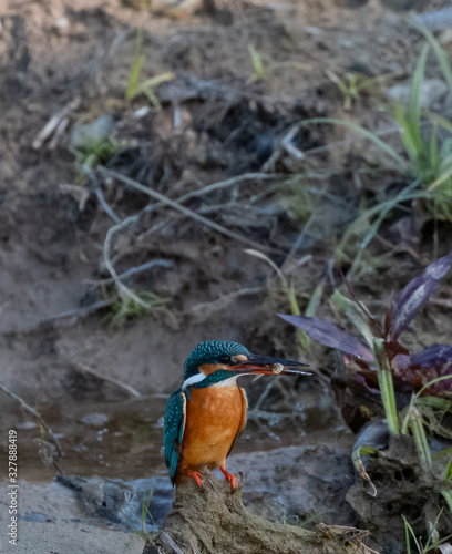 Portrait of common kingfisher bird in action for fishing in the water body