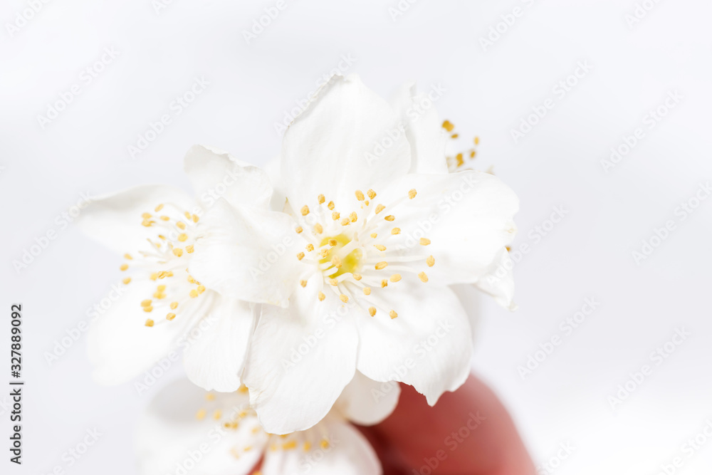 jasmine flower in hand and white background, closeup jasmine flower in hand and white background, closeup