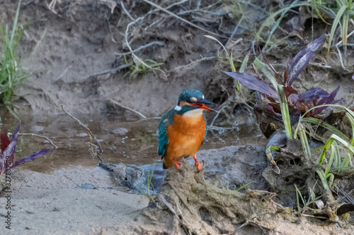 Photography Portrait of common kingfisher bird in action for fishing in the water body