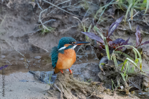 Portrait of common kingfisher bird in action for fishing in the water body