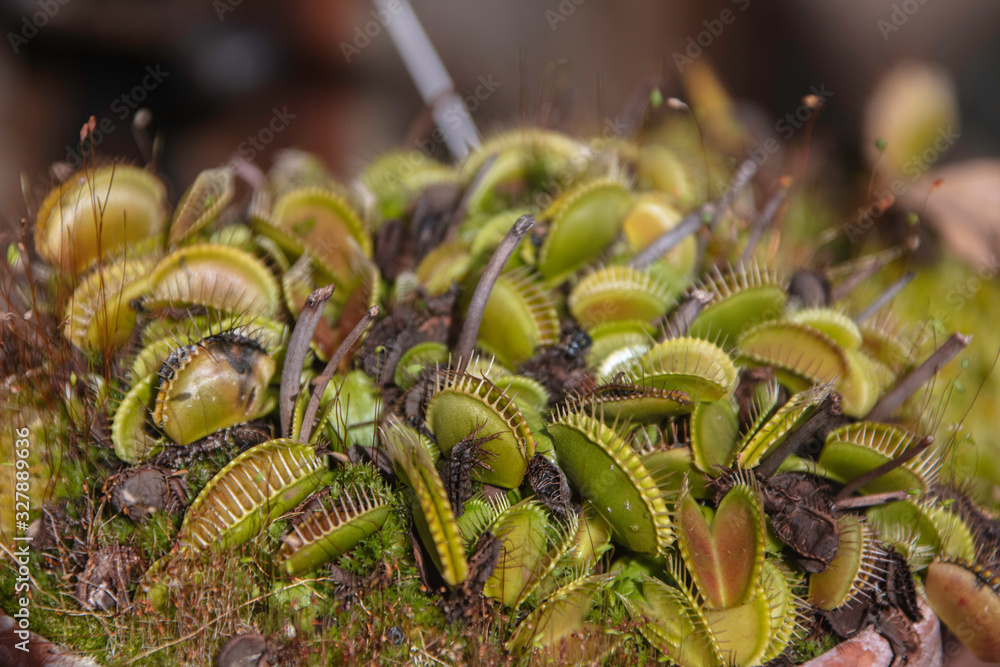 meateating plant, venus flytrap closeup Stock Photo Adobe Stock