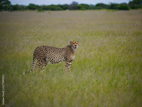 Cheetah mom (Acinonyx jubatus) walks through the plains of Nxai Pan Nationalpark and looks back while waiting for her young ones © Helge