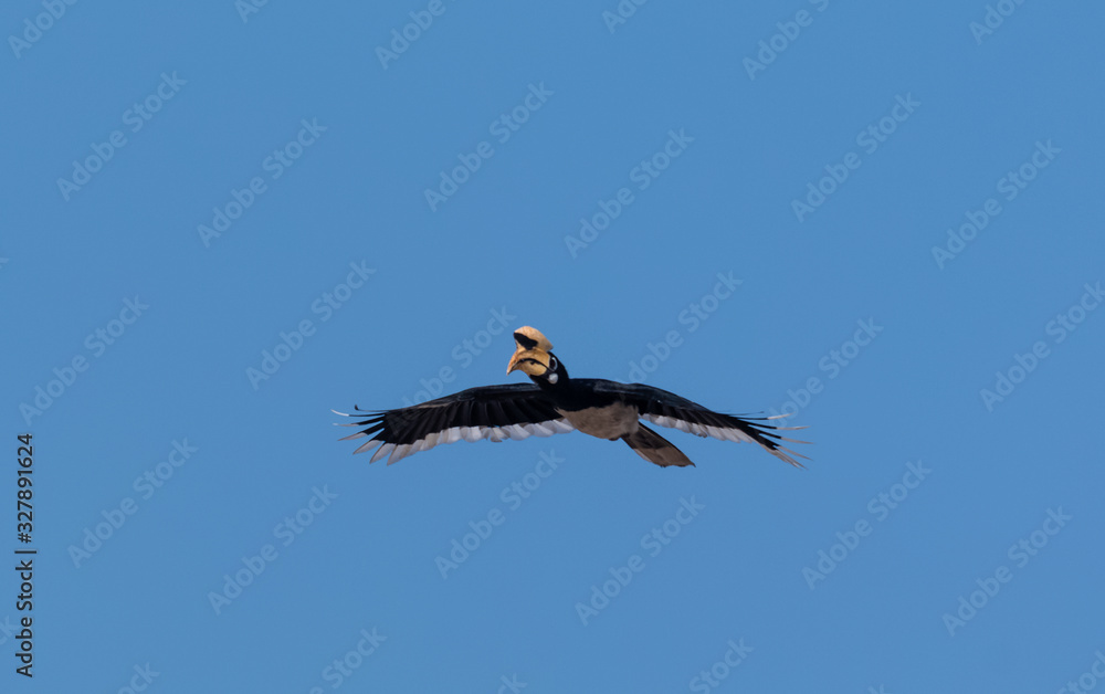 Oriental pied hornbill bird in flight over sky at rajaji national park, uttarakhand Oriental pied hornbill bird in flight over sky at rajaji national park, uttarakhand