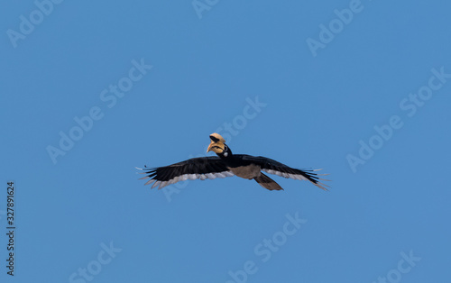 Oriental pied hornbill bird in flight over sky at rajaji national park  uttarakhand