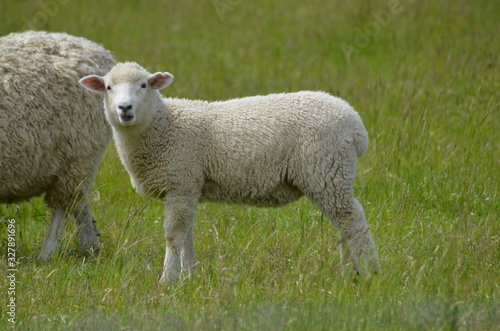 Schafe Neuseeland Südinsel © Doris