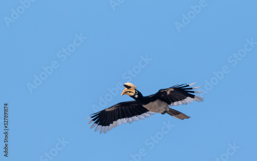 Oriental pied hornbill bird in flight over sky at rajaji national park, uttarakhand