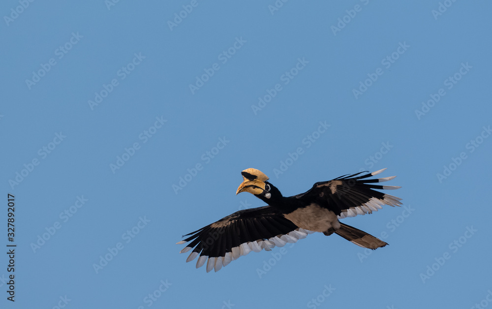 Obraz premium Oriental pied hornbill bird in flight over sky at rajaji national park, uttarakhand