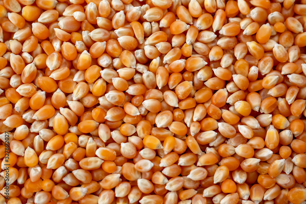 background of corn