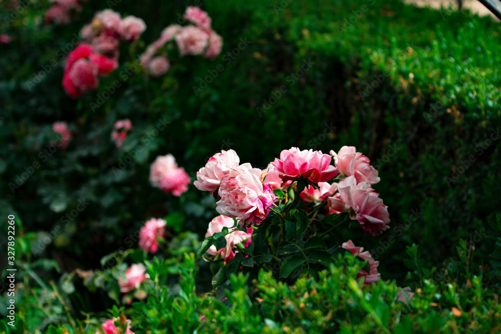 Gorgeous beautiful gentle pink bush roses, many small delicate gentle buds in the garden, a flower bed close up Gorgeous beautiful gentle pink bush roses, many small delicate gentle buds in the garden, a flower bed close up