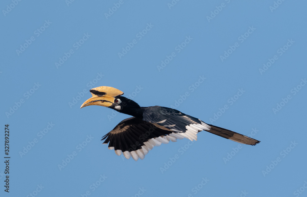Obraz premium Oriental pied hornbill bird in flight over sky at rajaji national park, uttarakhand