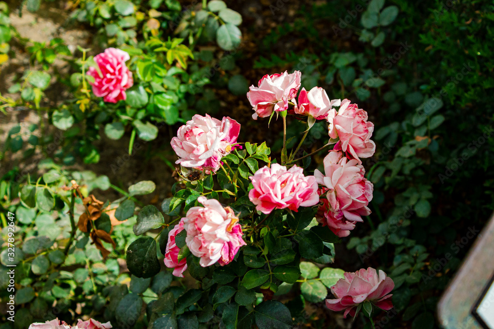 Gorgeous beautiful gentle pink bush roses, many small delicate gentle buds in the garden, a flower bed close up Gorgeous beautiful gentle pink bush roses, many small delicate gentle buds in the garden, a flower bed close up