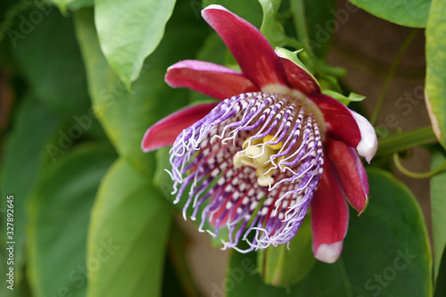 Passiflora Quadrangularis, Giant Granadilla - rare tropical plant photo