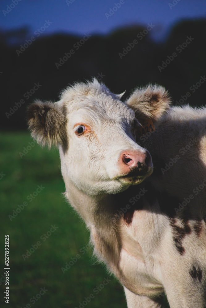 Fototapeta premium Vaca en el campo