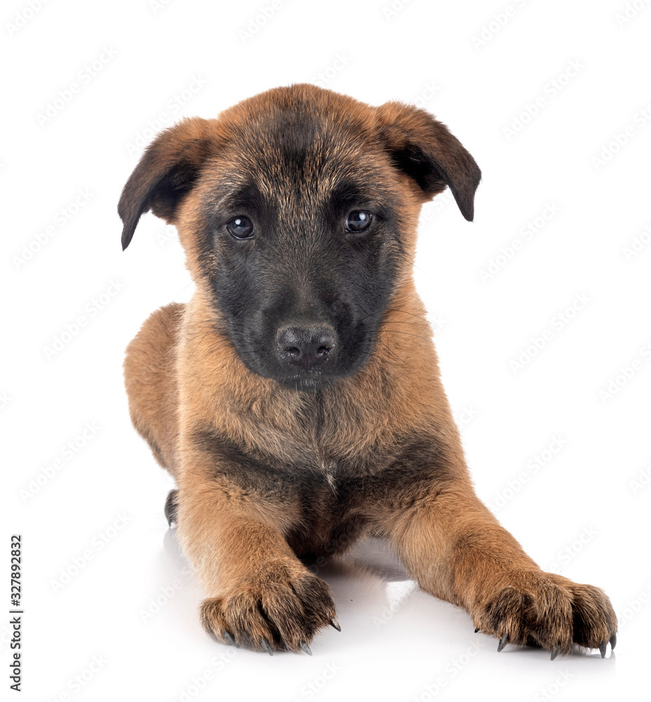puppy malinois in studio puppy malinois in studio
