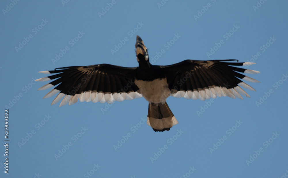 Fototapeta premium Oriental pied hornbill bird in flight over sky at rajaji national park, uttarakhand