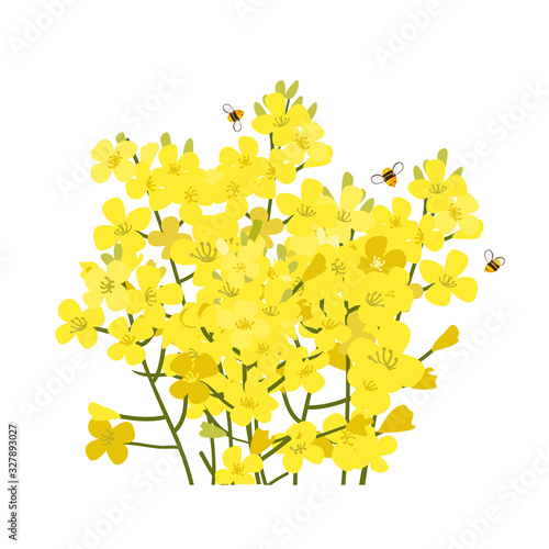Rapeseed flowers bunch isolated on white background. Brassica napus blossom, vector illustration