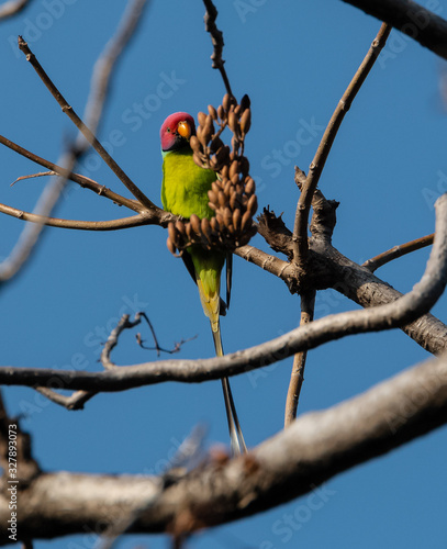 Photography Plum Headed Parakeet perching on tree