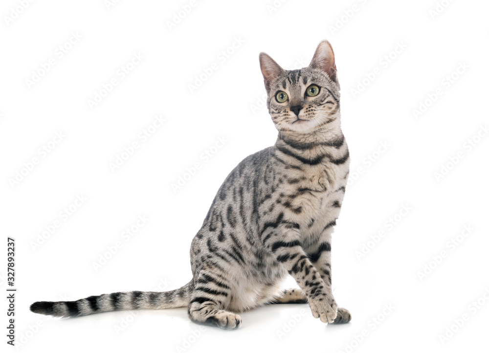 Obraz premium bengal cat in studio