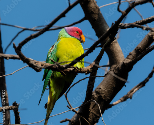 Photography Plum Headed Parakeet perching on tree