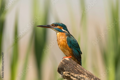 Common Kingfisher waiting for a fish