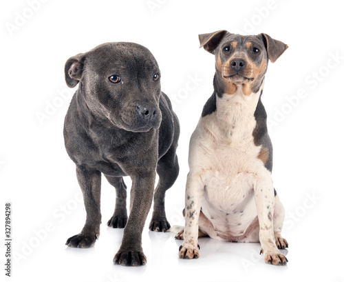 brazilian terrier and staffy