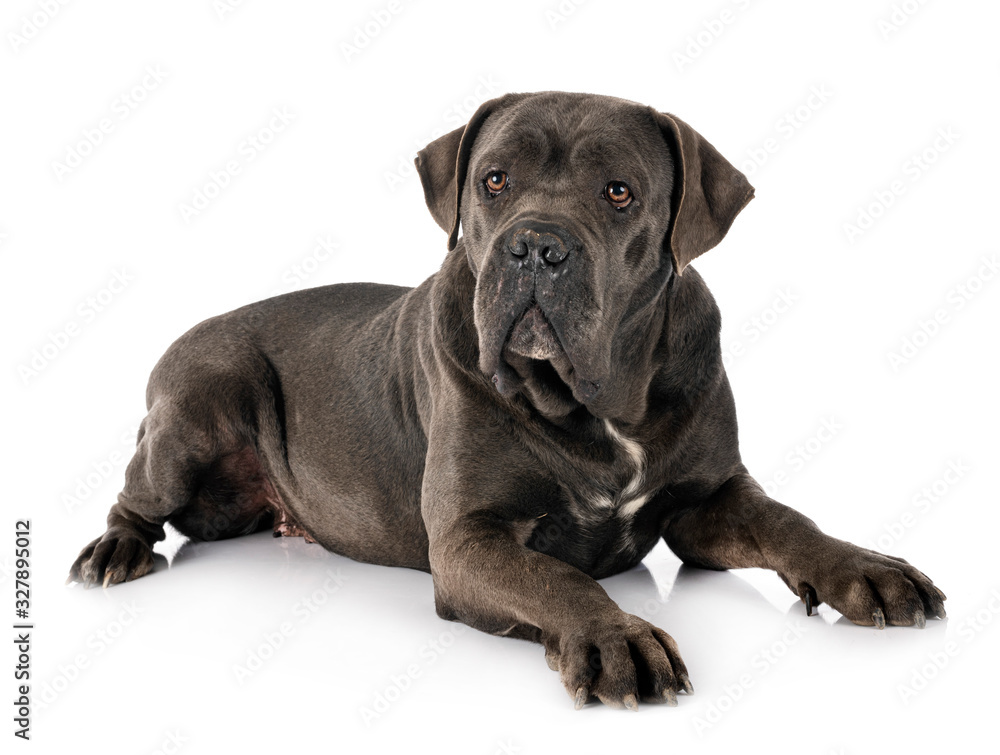 female cane corso female cane corso