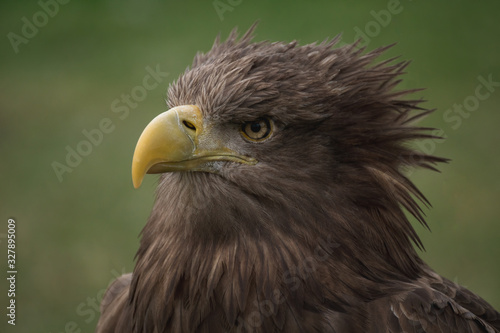 Close up portrait of a white tailed eagle profile view © Azahara