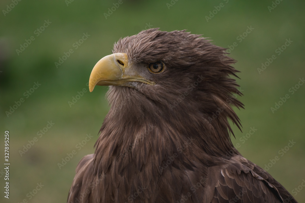 Close up portrait of a white tailed eagle profile view Close up portrait of a white tailed eagle profile view