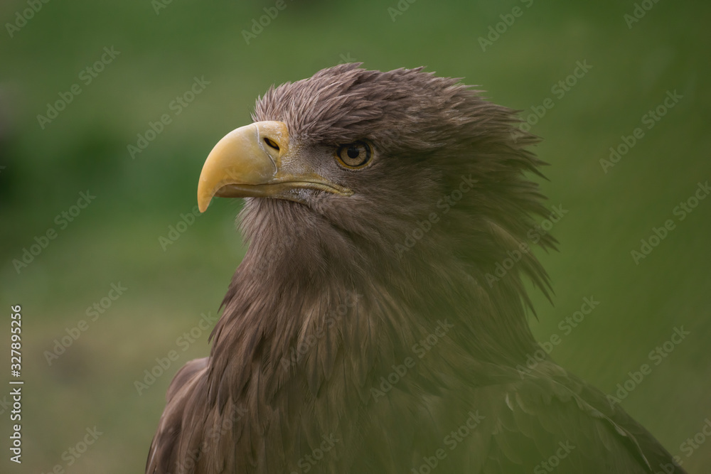 Close up portrait of a white tailed eagle profile view Close up portrait of a white tailed eagle profile view