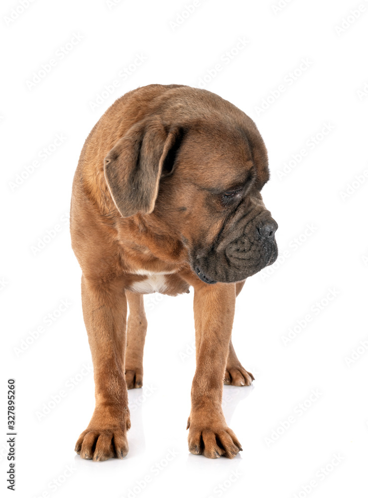 Obraz premium female cane corso