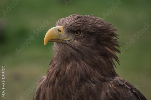 Close up portrait of a white tailed eagle profile view
