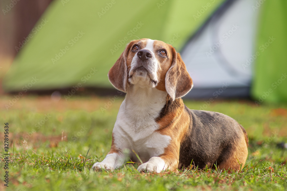 Portrait of lying beagle puppy near the hammock in the grass on open air