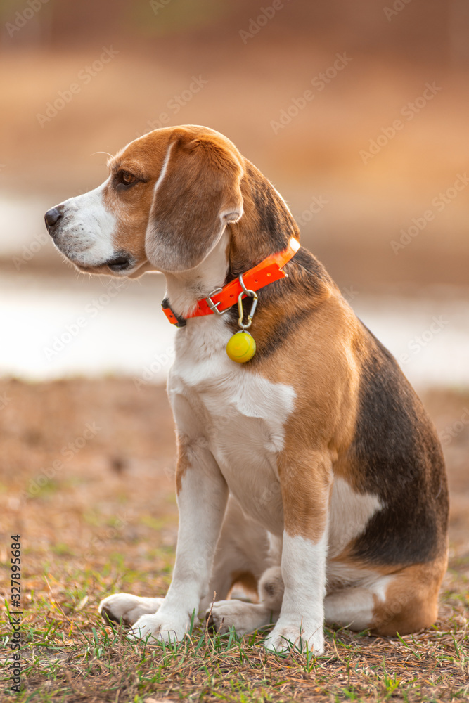 Portrait of sitting Beagle puppy on blurred background autumn forest