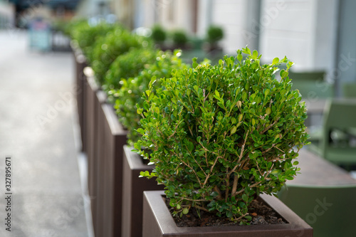 Decorative fence of a summer cafe made of containers with plants. Selective focus.