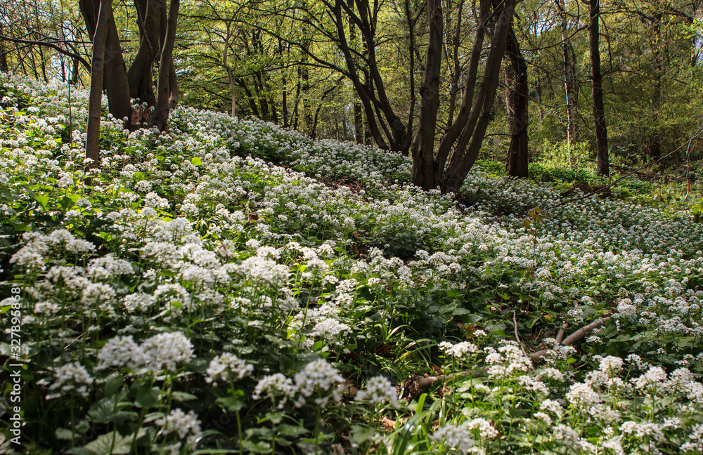 Flowering goose onions in the Moscow Park. Flowering goose onions in the Moscow Park.