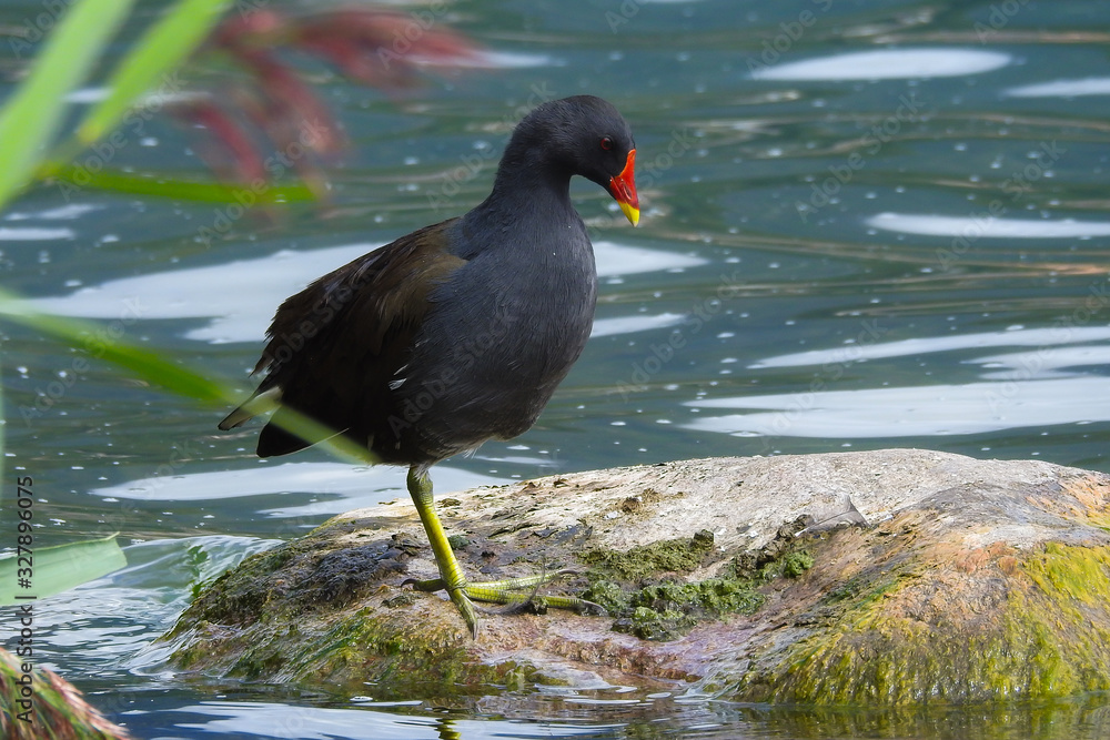 Gallinella d'acqua (Gallinula chloropus),ritratto di adulto su roccia in toelettatura Gallinella d'acqua (Gallinula chloropus),ritratto di adulto su roccia in toelettatura