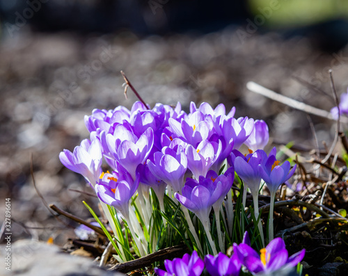 spring crocus flowers