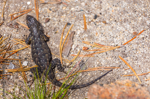 Small lizard on a rock  California  USA.